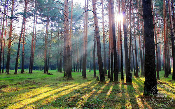  板材種類有哪些？如何判斷板材好壞？